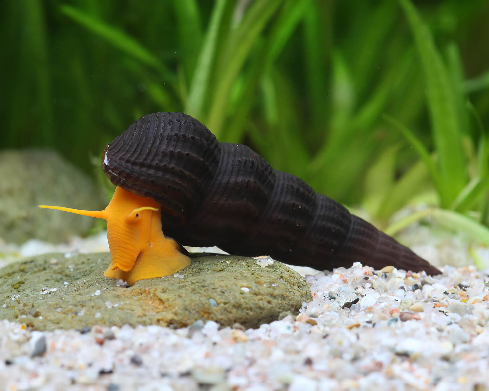 Orange Rock Snail (Orange Tylomelania)